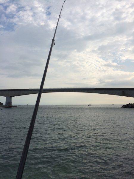 ゴンズイが沢山