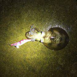 エギングで初アオリ！