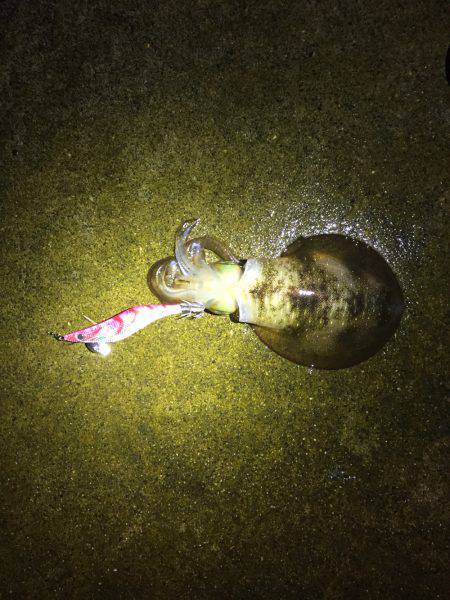 エギングで初アオリ！