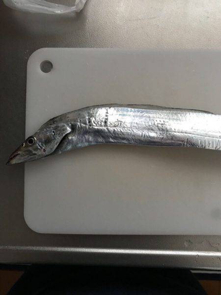 大蔵海岸でワインド！！