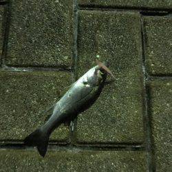 初めてワームでアジ