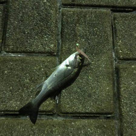 初めてワームでアジ