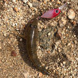 真鯊をクランクベイトで狙う