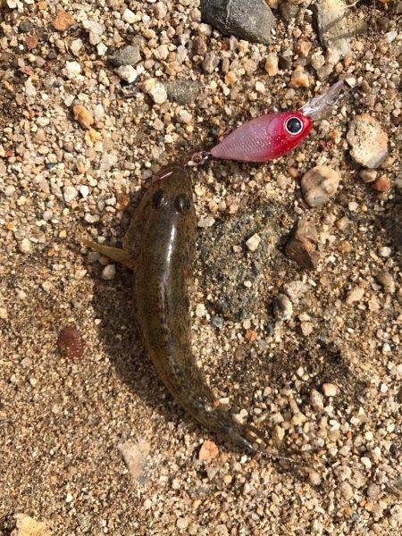 真鯊をクランクベイトで狙う