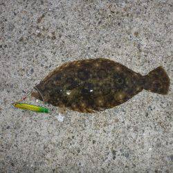 ポーアイ沖堤青物狙い