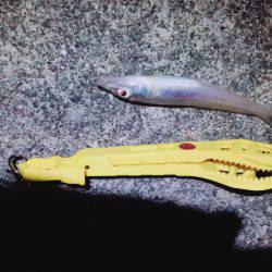 イカ、アジ、カマス、キス