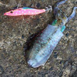 越前ランガンエギング