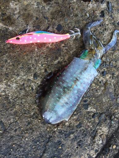 越前ランガンエギング