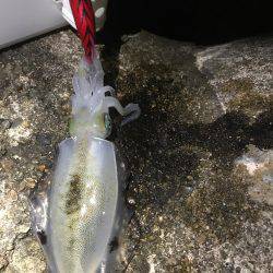 久しぶりにエギング