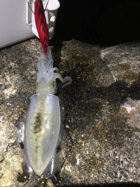 久しぶりにエギング