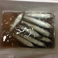 憂さ晴らしアジング