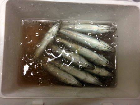 憂さ晴らしアジング