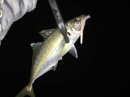 尺アップげっとー( ´ー｀)y-~~~