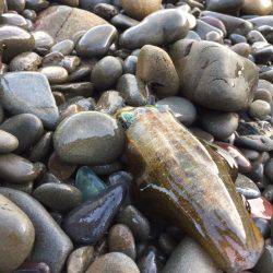 泉南アジング、エギング