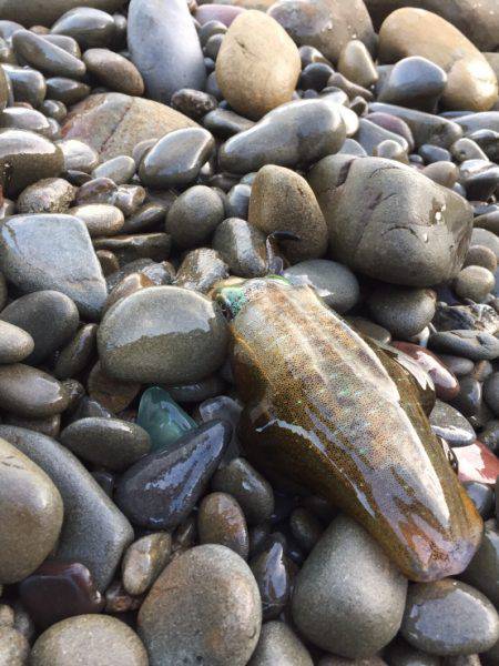 泉南アジング、エギング