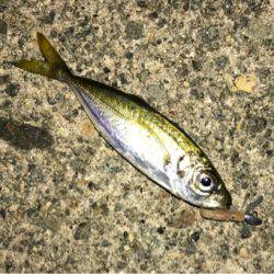 鶴岡にて真夜中1時間釣行