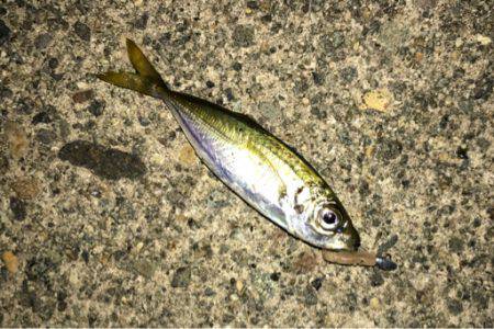 鶴岡にて真夜中1時間釣行