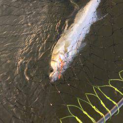 四日市河川 シーバス