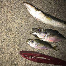 またまたアジング