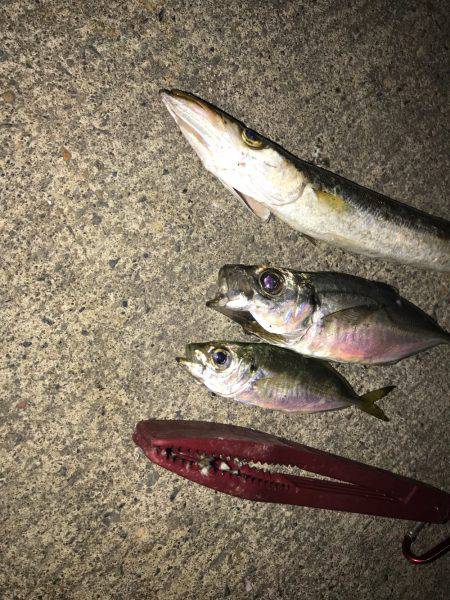 またまたアジング