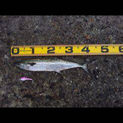 なんとか１匹。