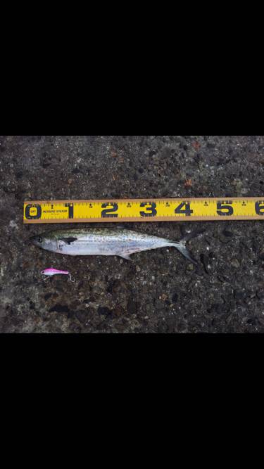 なんとか１匹。