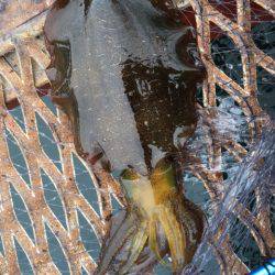 恒例のハマチからの〜アオリイカ❗️