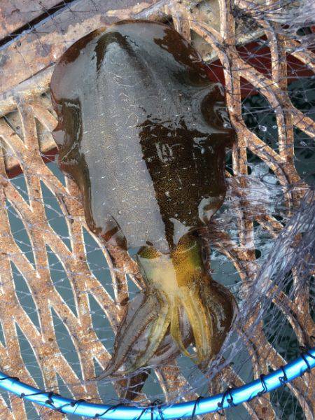 恒例のハマチからの〜アオリイカ❗️