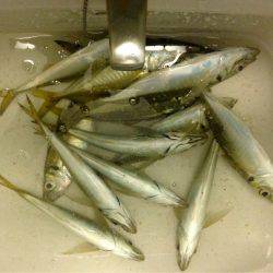 アジングは連日好調