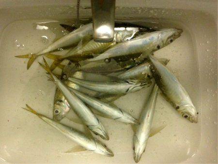 アジングは連日好調