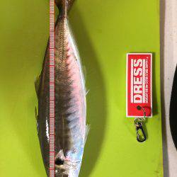 ショアジギ 大アジ&サゴシ