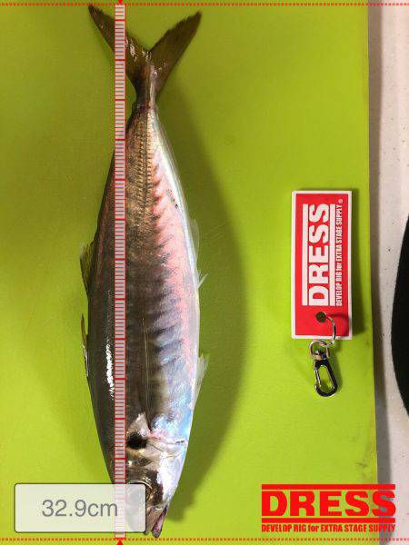 ショアジギ 大アジ&サゴシ