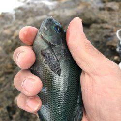 松江市手結漁港フカセ釣り