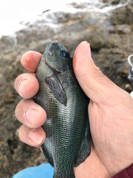 松江市手結漁港フカセ釣り