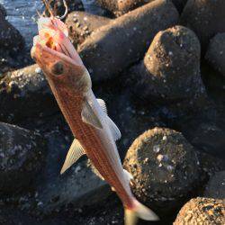 モーニングフィッシング