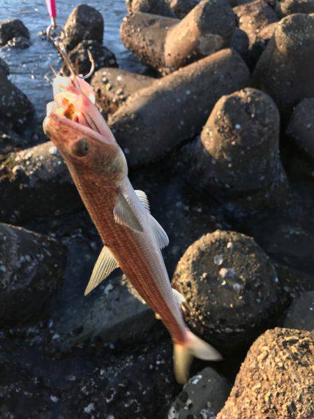 モーニングフィッシング