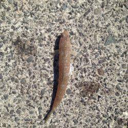 引きは楽しめました