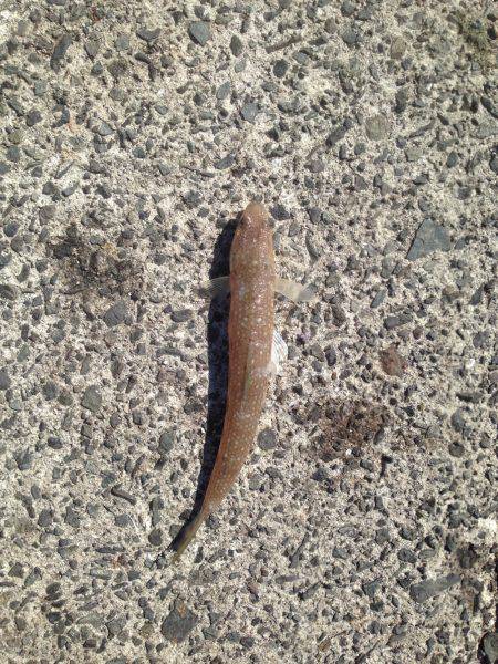 引きは楽しめました