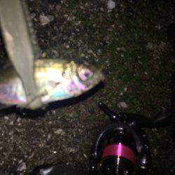 今季初アジング！