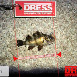 疲労感たっぷりの中でアジング