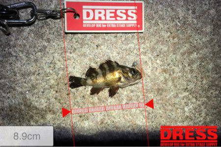 疲労感たっぷりの中でアジング