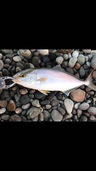 シオ( ´ ▽ ` )ﾉ小さくても青物(￣^￣)ゞ