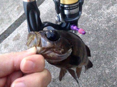 続アジングレクチャー