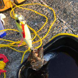 新波止 タチウオ 好釣！