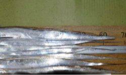 タチウオ釣り。