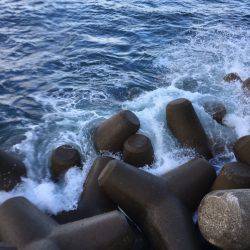 アオリの成長悪いな！