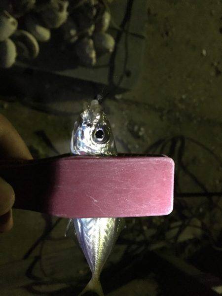 またまたアジング