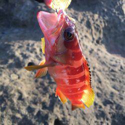 オオモンハタとアカハタ