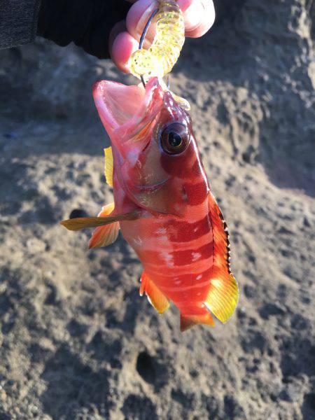 オオモンハタとアカハタ