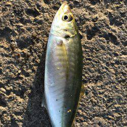 ちょい釣れました